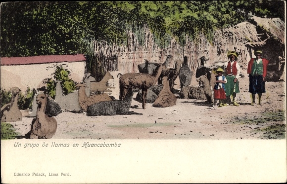 Postcard Huancabamba Peru, A group of llamas, Lamas