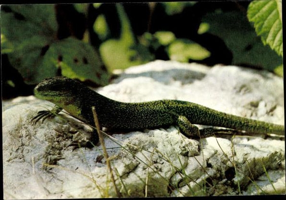 8 old Postcard reptiles, snakes, lizards, turtles