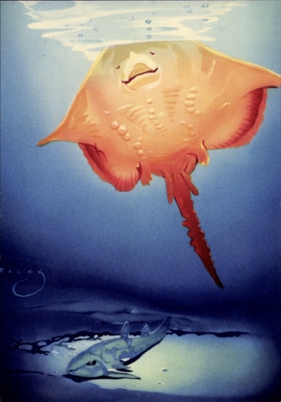 Artysta KP Wendt, Thornback Ray i Cat Shark, Curta & Co GmbH