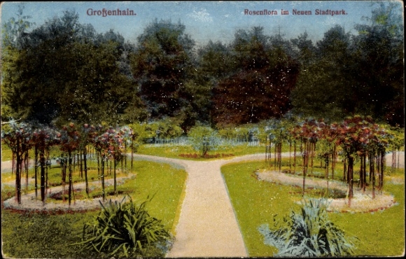 Ak Großenhain Saksen, rozenflora in het Nieuwe Stadspark, prachtige tuinen, paden