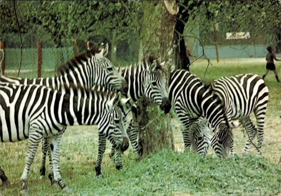 Postcard Wallerstädten Groß Gerau in Hesse, zebras