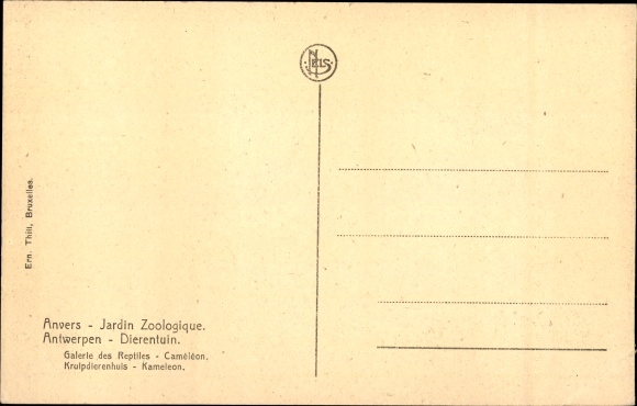 Postcard Antwerp, Zoological Garden, Reptile Gallery, Cameleon