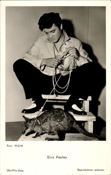 Postcard actor and singer Elvis Presley, portrait with kangaroo