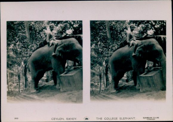 Stereo Photo Kandy Sri Lanka Ceylon, The College Elephant