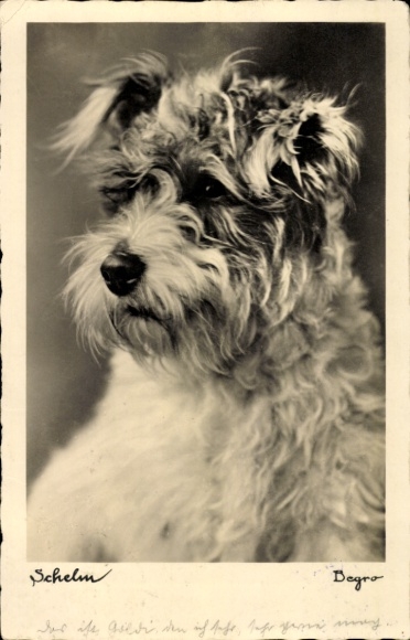 Postcard dog portrait, terrier, rascal, Begro