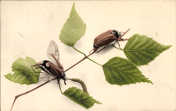 Postcard Two cockchafers on the leaves
