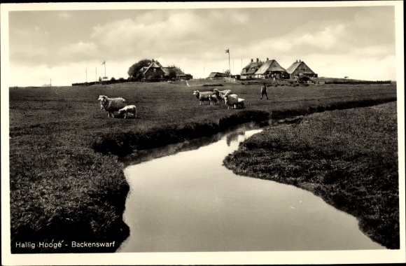 Postcard Hallig Hooge in North Friesland, game on the Backenswarf
