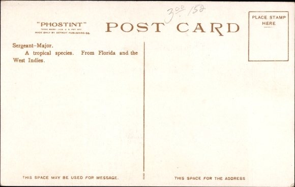 Postcard New York City USA, Aquarium, Sergeant Major