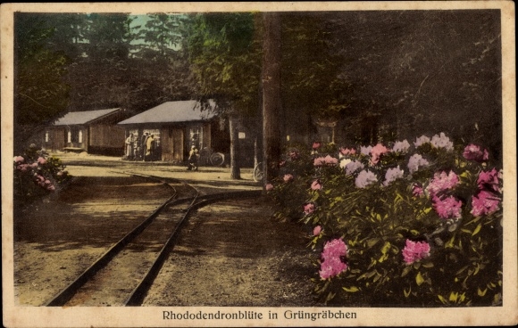 Postcard Grüngräbchen Schwepnitz in Lusatia, rhododendron cultures TJ Rud. Seidel, flower