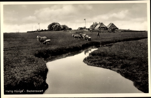 Postcard Hallig Hooge in North Friesland, Backenswarf, sheep