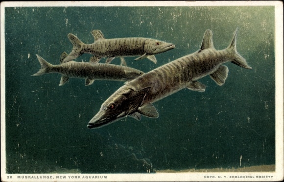 Postcard New York City USA, Muscular Lung, Aquarium, Pike