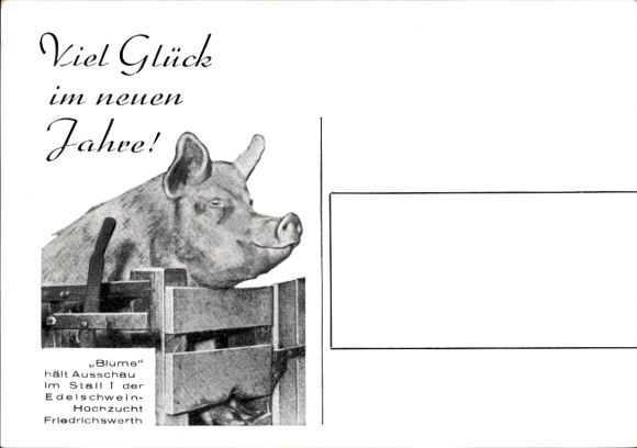 Ak Edelschwein-Hochzucht Friedrichswerth Thüringen, Schwein Blume, Fröhliches Neujahr