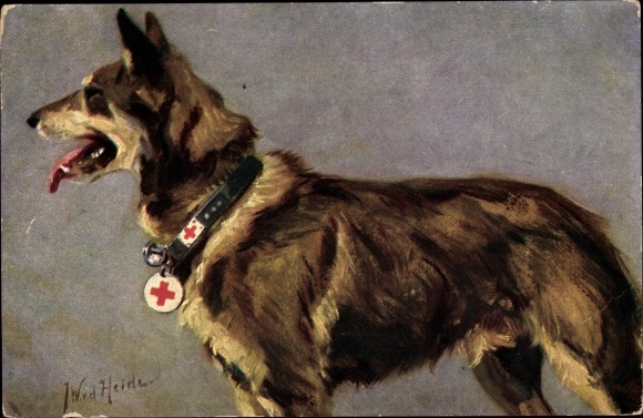 Kunstenaar Ak vd Heide, JW, Medische Hond, Duitse Herder