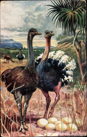 Artist PC Baumgarten, E. von, ostriches in South West Africa, ostrich eggs, German colonial areas