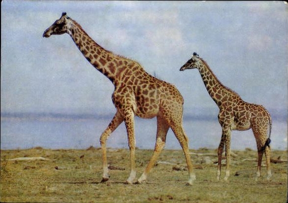8 old PCs various zoo animals, wild animals, zebra, giraffe, donkey