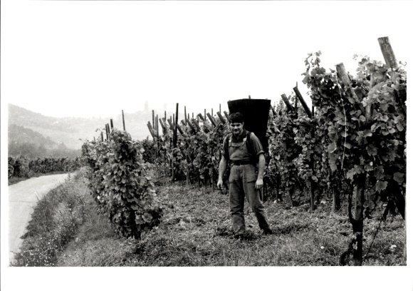 Foto Weinlese im Elsass, Europ Flash, Andlau 1980, Straßburg