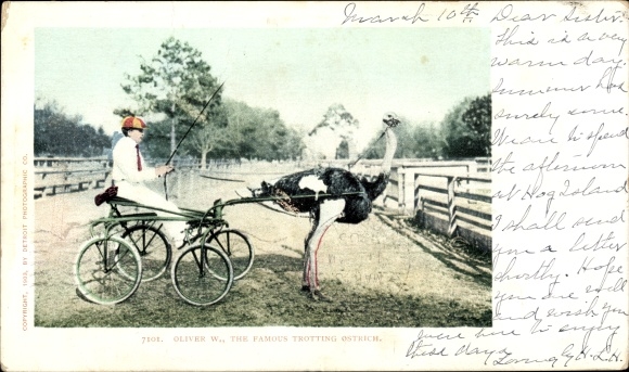 PC Florida USA, Oliver W., the famous trotting Ostrich