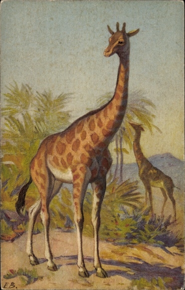 Artist Postcard Giraffes in their natural habitat
