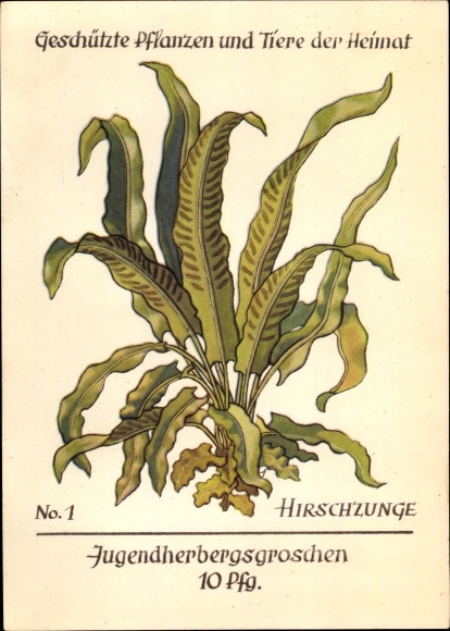 Artist Postcard Protected plants and animals of the homeland 1, youth hostel pennies, deer tongue, fern