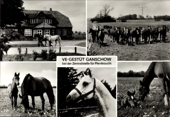 Postcard Ganschow Gutow in Mecklenburg, VE-GESTÜT, horse breeding, horses on pasture, buildings