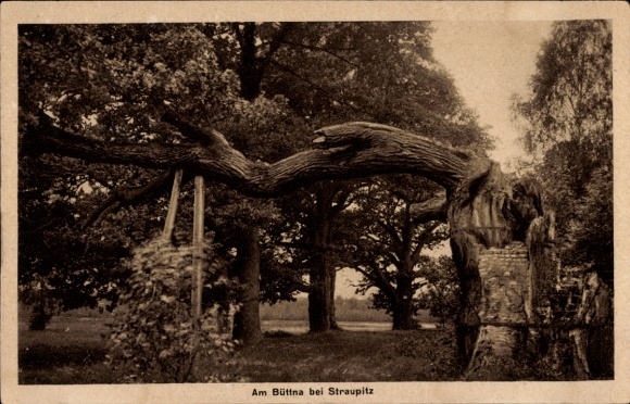 Postcard Straupitz in the Spreewald, view of an old oak tree, rural landscape, nature photo