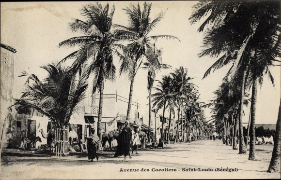 KP Saint Louis Senegal, Avenue des Cocotiers, aleja palm, wielbłądy, przechodnie