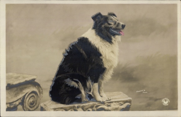 Ak Hund, Collie