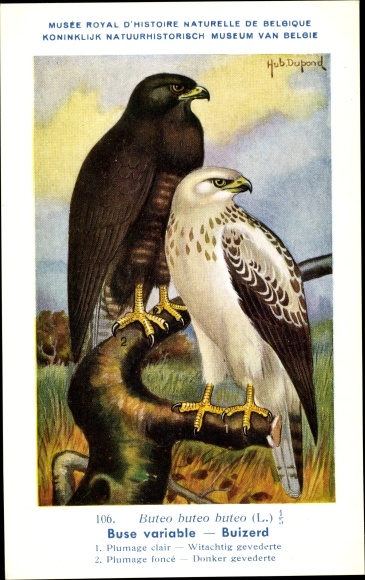 Artist Postcard Dupond, Hub., Buteo buteo, common buzzard