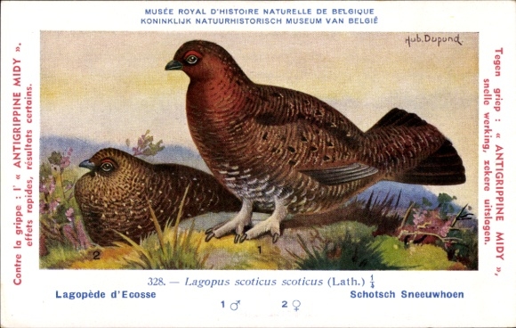 Kunstenaarskaart Dupond, Hub., Lagopede d&#39;Ecosse, Schotsch Sneeuwhoen, nr. 328