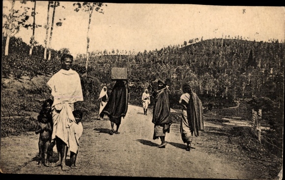 Postcard Ceylon Sri Lanka, tea harvest
