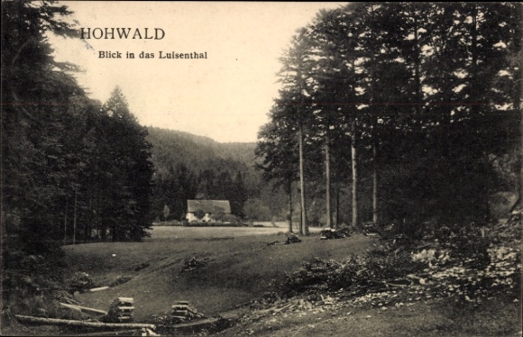 Postcard Hohwald Neustadt in Saxony, view into the Luisenthal, landscape with trees and meadow