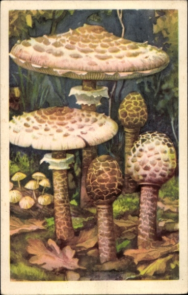 Artysta KP Parasolzwam, Parasolpilz, Schirmling