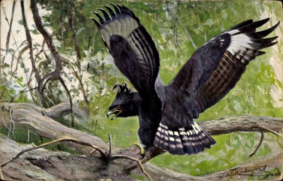 Artist Postcard Schopfeller lands on a branch