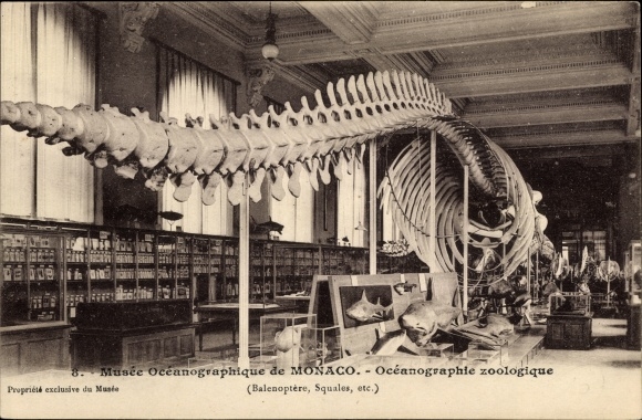 Postcard Monaco, Oceanographie zoologique, dinosaur, skeleton