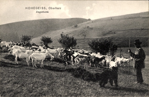 Postcard Hohegeiß Braunlage in the Upper Harz, herd of goats