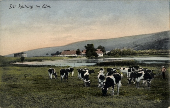 Ak Reitling im Elm Erkerode Niedersachsen, Gesamtansicht, Kühe