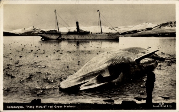 Postcard Spitsbergen Svalbard Norway, Kong Harald ved Green Harbour, beached whale
