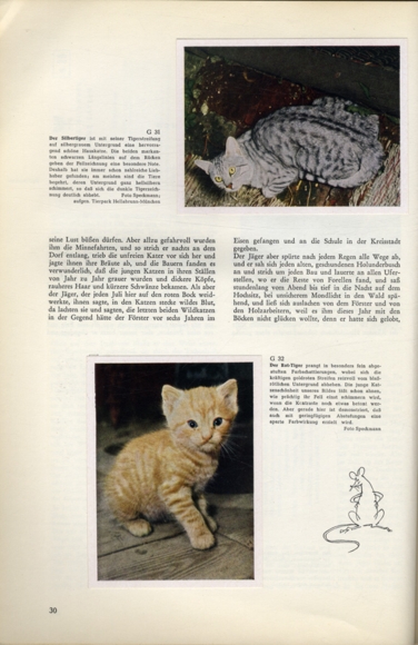 Beautiful cats collecting picture album of Austria Tabakwaren GmbH Munich 1955