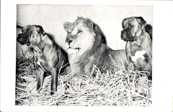 Ak Circus Willy Hagenbeck, Leeuw Negus, Honden