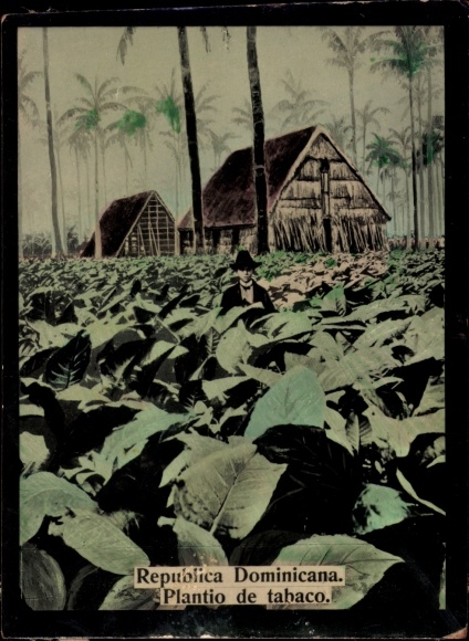 Photo Dominican Republic, Plantio de tabaco