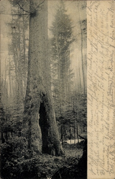 Postcard Kälberbronn Pfalzgrafenweiler in the Black Forest, The tall firs