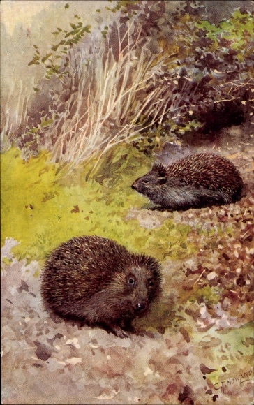 Künstler Ak Howard, C. T., Igel, Gemaltes Tierporträt