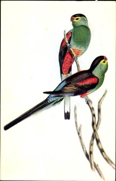 Artist PC Gould, J., Parrots, Psephotus pulcherrimus