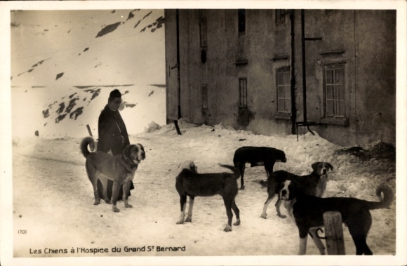 CPA Switzerland, Les Chiens a l'Hospice du Grand Saint Bernard
