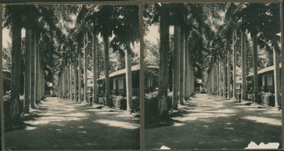Stereo photo Pangkalan Indonesia, street scene, palm trees, 1927