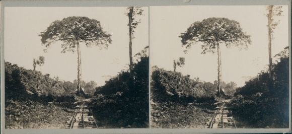 Stereo photo Guyana, 1914, railway tracks, jungle area