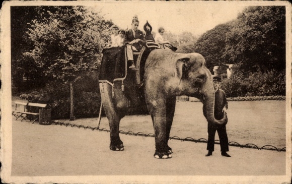 Ak Anvers Antwerpen Flandern, Zoologische Garten, Elefant