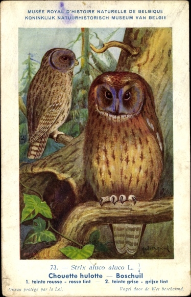 Artist Postcard Dupond, Hub., Chouette hulotte, Waldkauz, Natural History Museum of Belgium