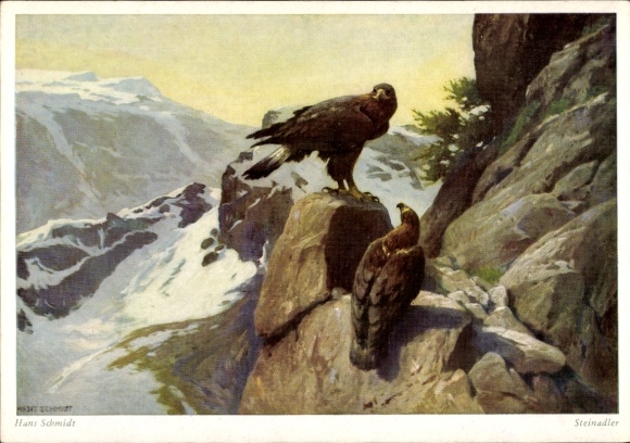 Artist Postcard Schmidt, Hans, Golden Eagle in the Mountains