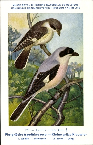 Kunstenaarskaart Dupond, H., Lanius minor, Klapekster, No.173